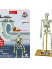 Sun-eas-bilim Set İnsan İskeleti